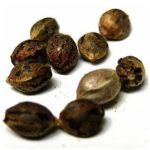 Семена марихуаны АК-47  (Seeds AK-47) в Ялуторовске